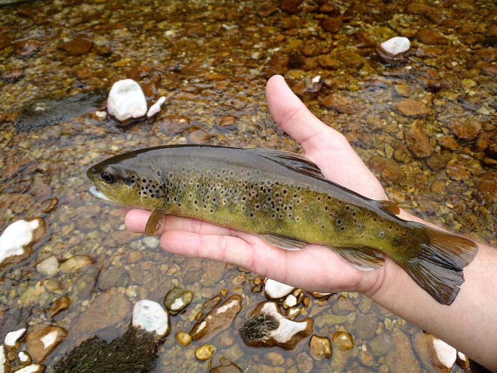 La Villa De Hauteville