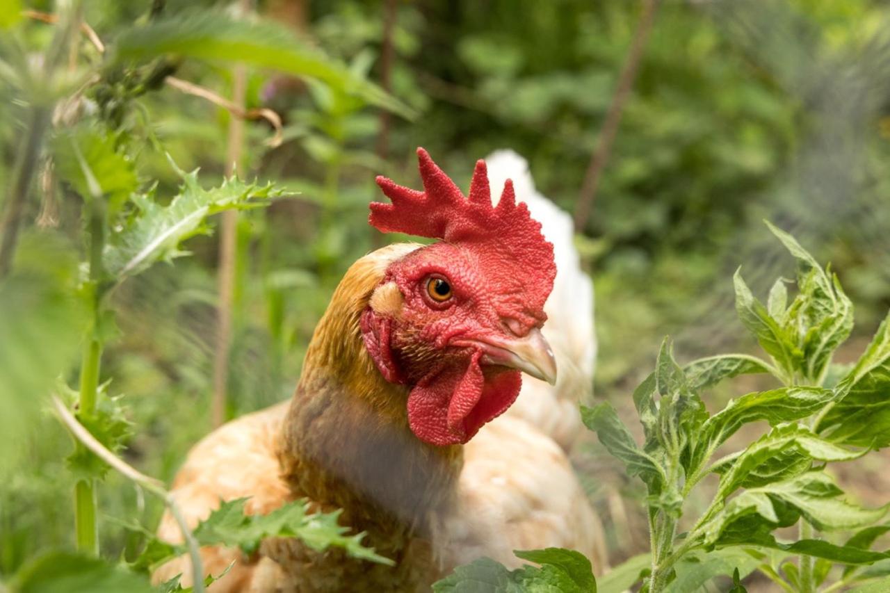 Gîte LE CLOS DES MIGRATEURS