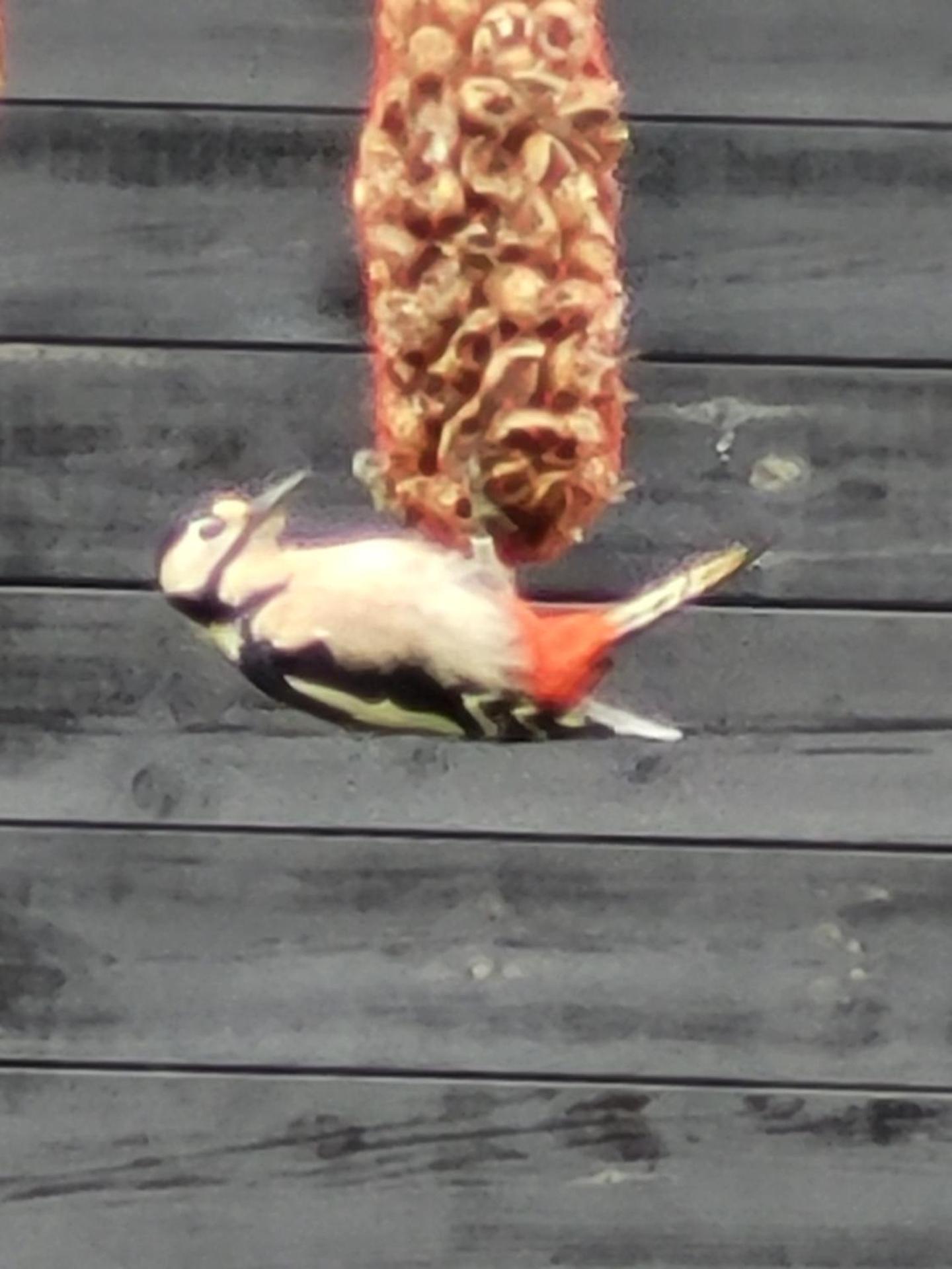 Vakantiehuis aan het Bos