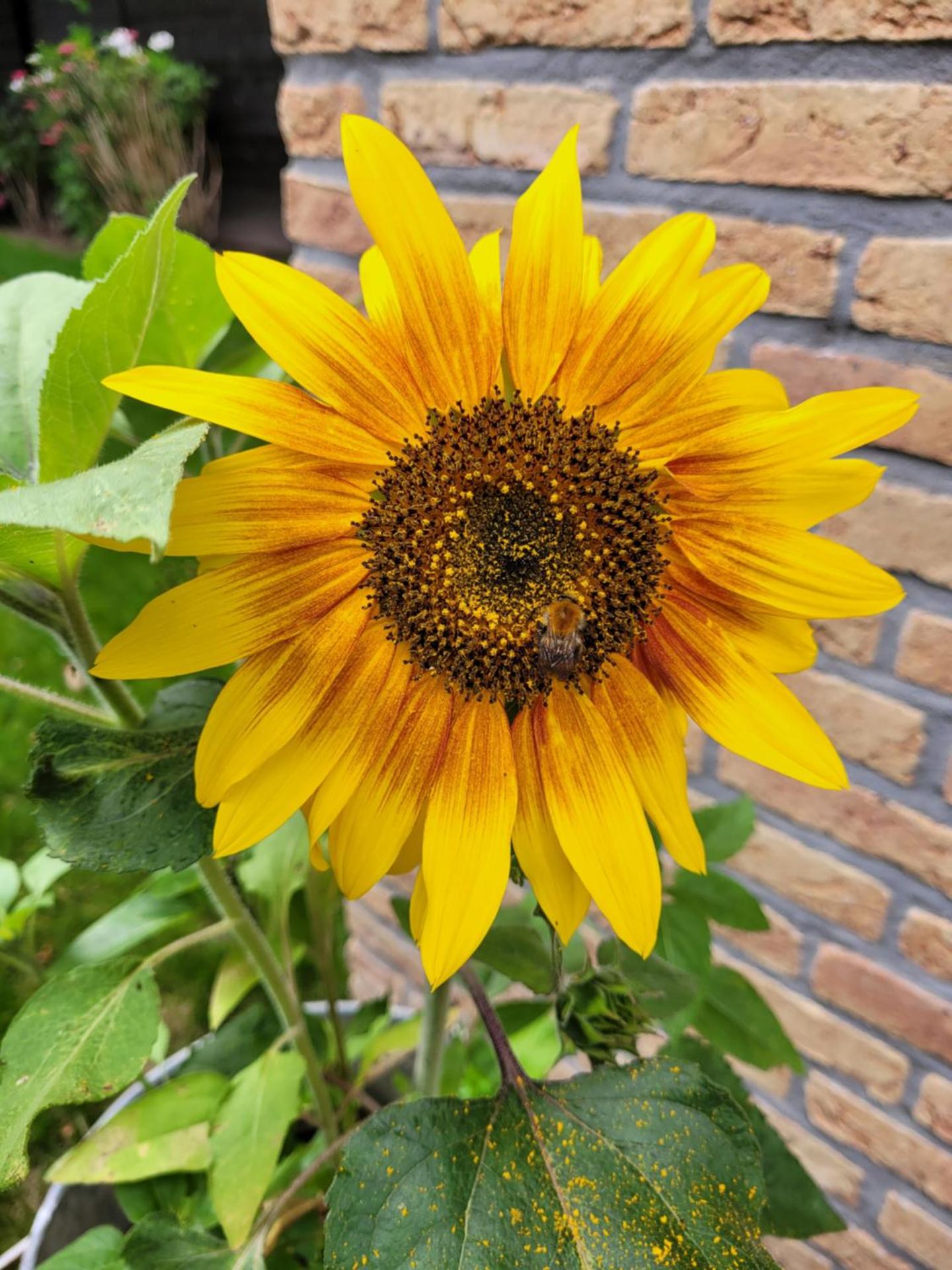 Vakantiehuis aan het Bos