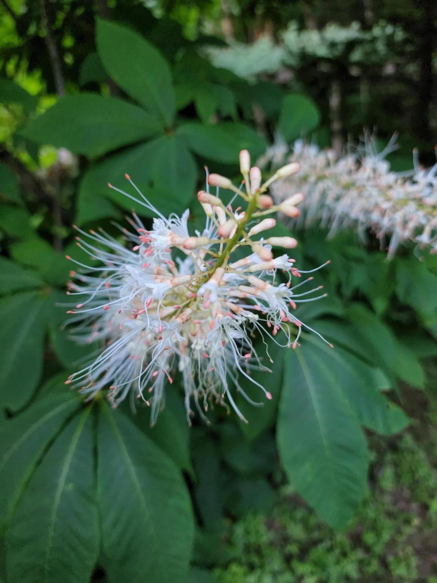 House of 1833 Bed and Breakfast