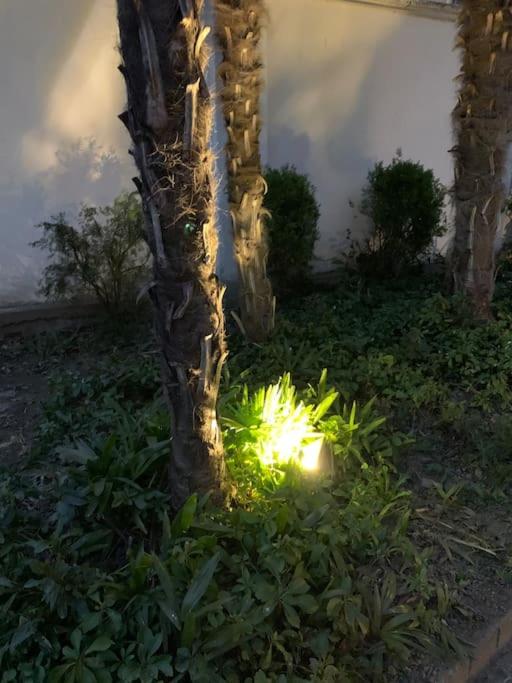 AT Home 128 : little garden in the city