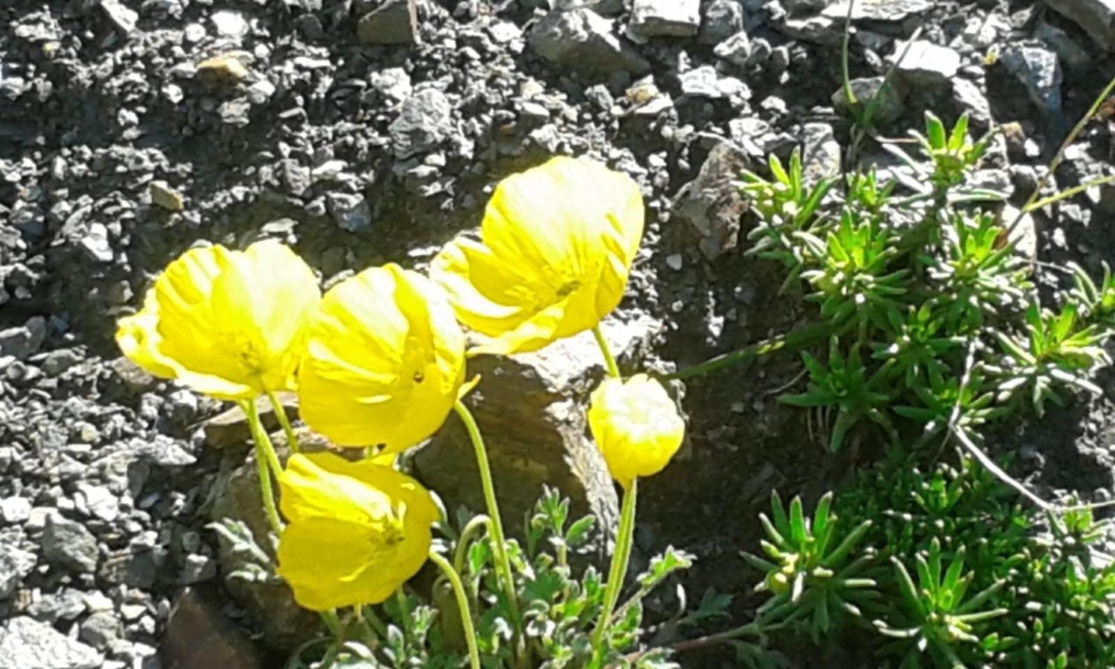 residenza in zona Pontedilegno T02034