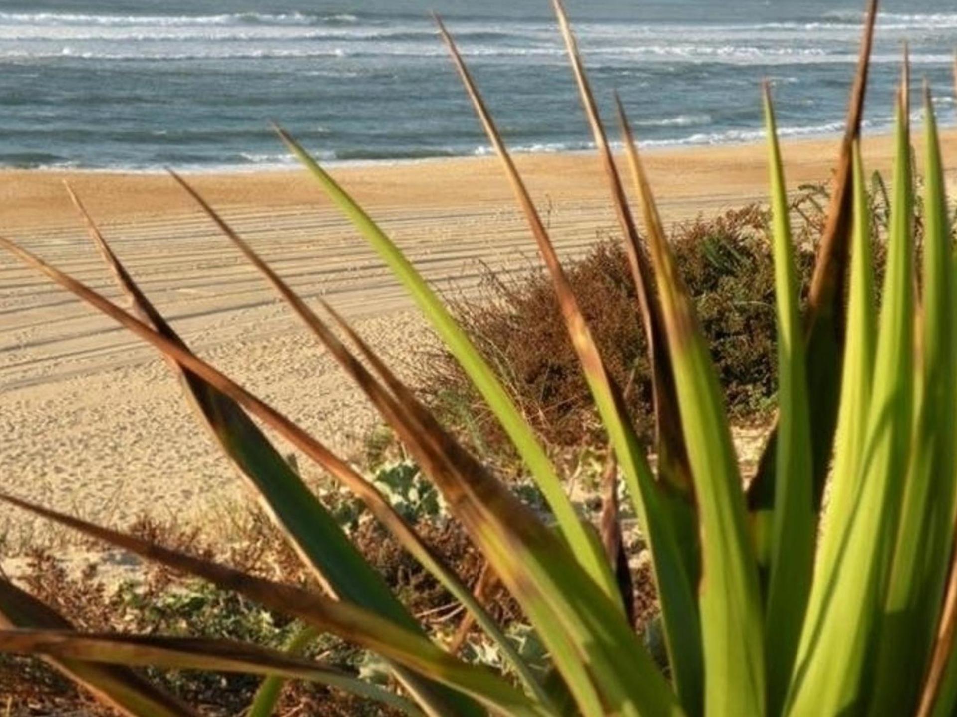 Appartement Rénové avec Balcon, Proche Plage et Marché – 4 Pers, Calme & Confort à Seignosse - FR-1-239-460