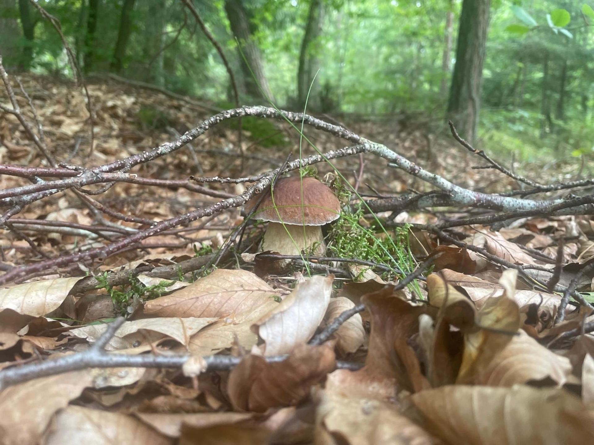 Cozy one bedroom apartment near the sea