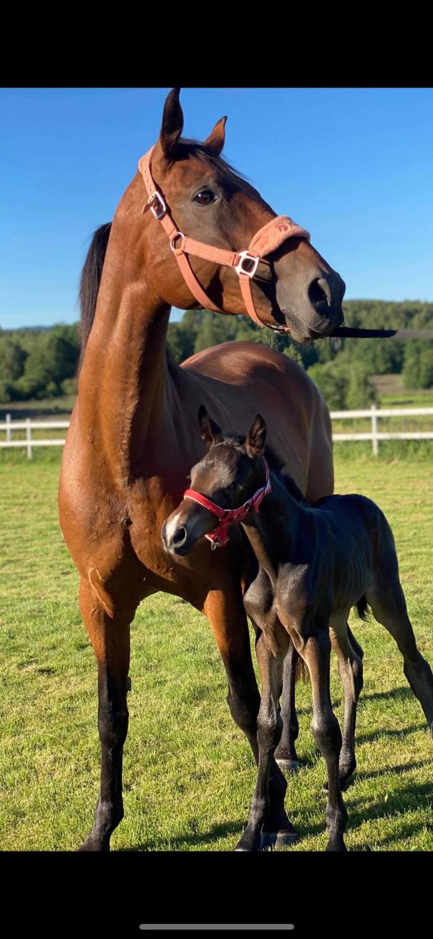 Torpgården Önnerudsvägen 56