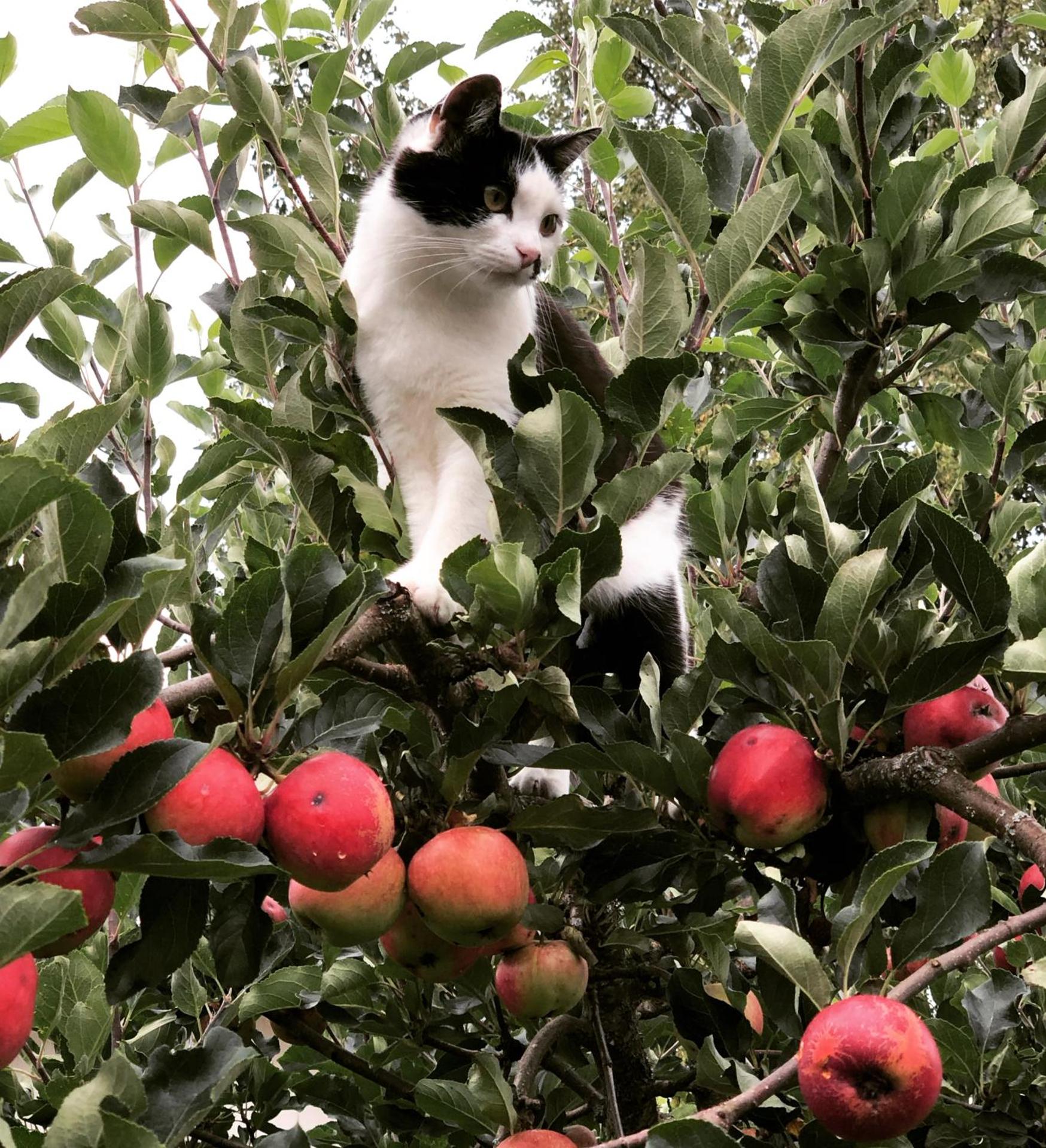 Torpgården Önnerudsvägen 56