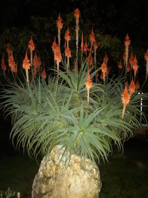 CasaT5, Férias, Piscina Privativa. Águeda, Aveiro