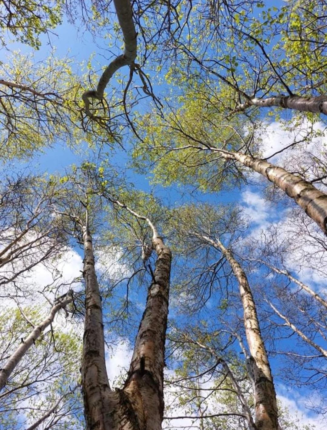 Stunning apartment set in private native woodland