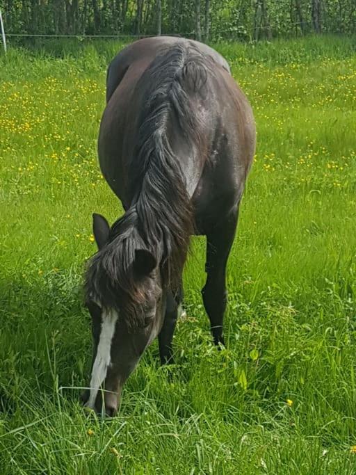 River Run Ranch - Telemark