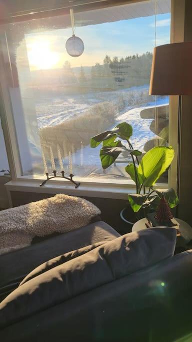 Skogro ved Norefjell