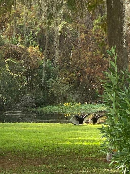 Professor Rousseau's Manatee Bay