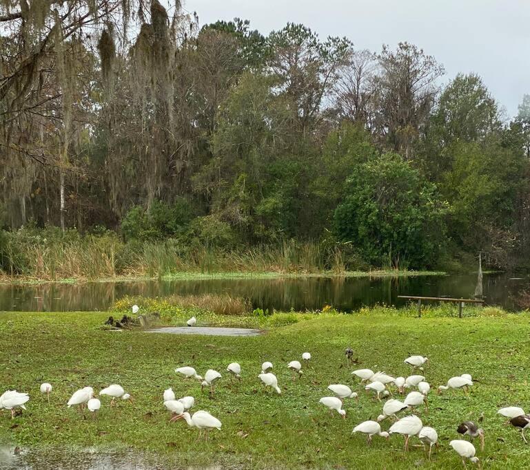 Professor Rousseau's Manatee Bay