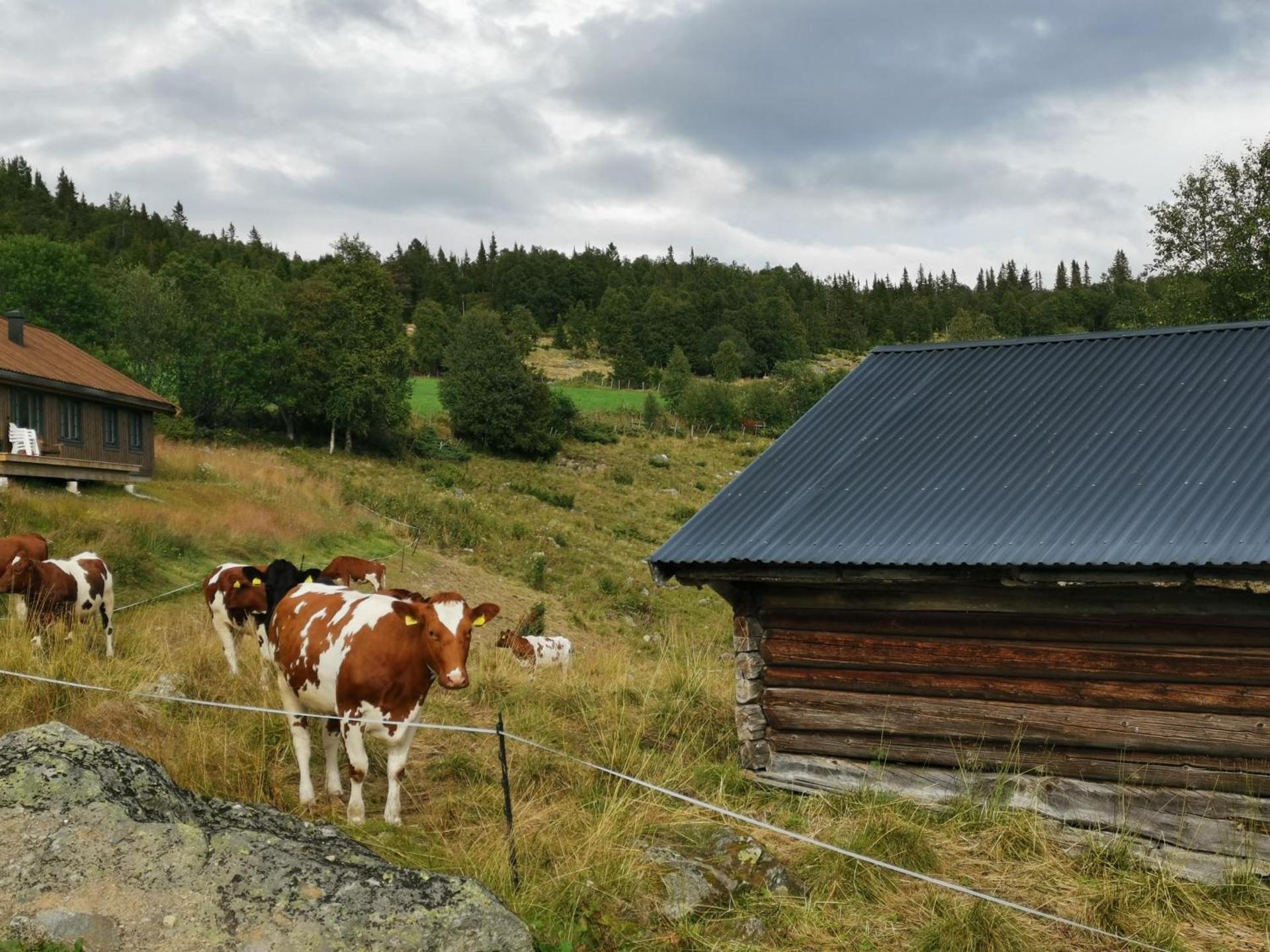 Flott hytte sentralt i Hallingdal