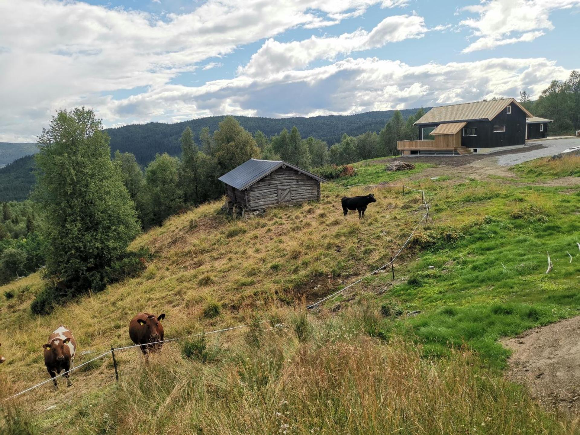 Flott hytte sentralt i Hallingdal