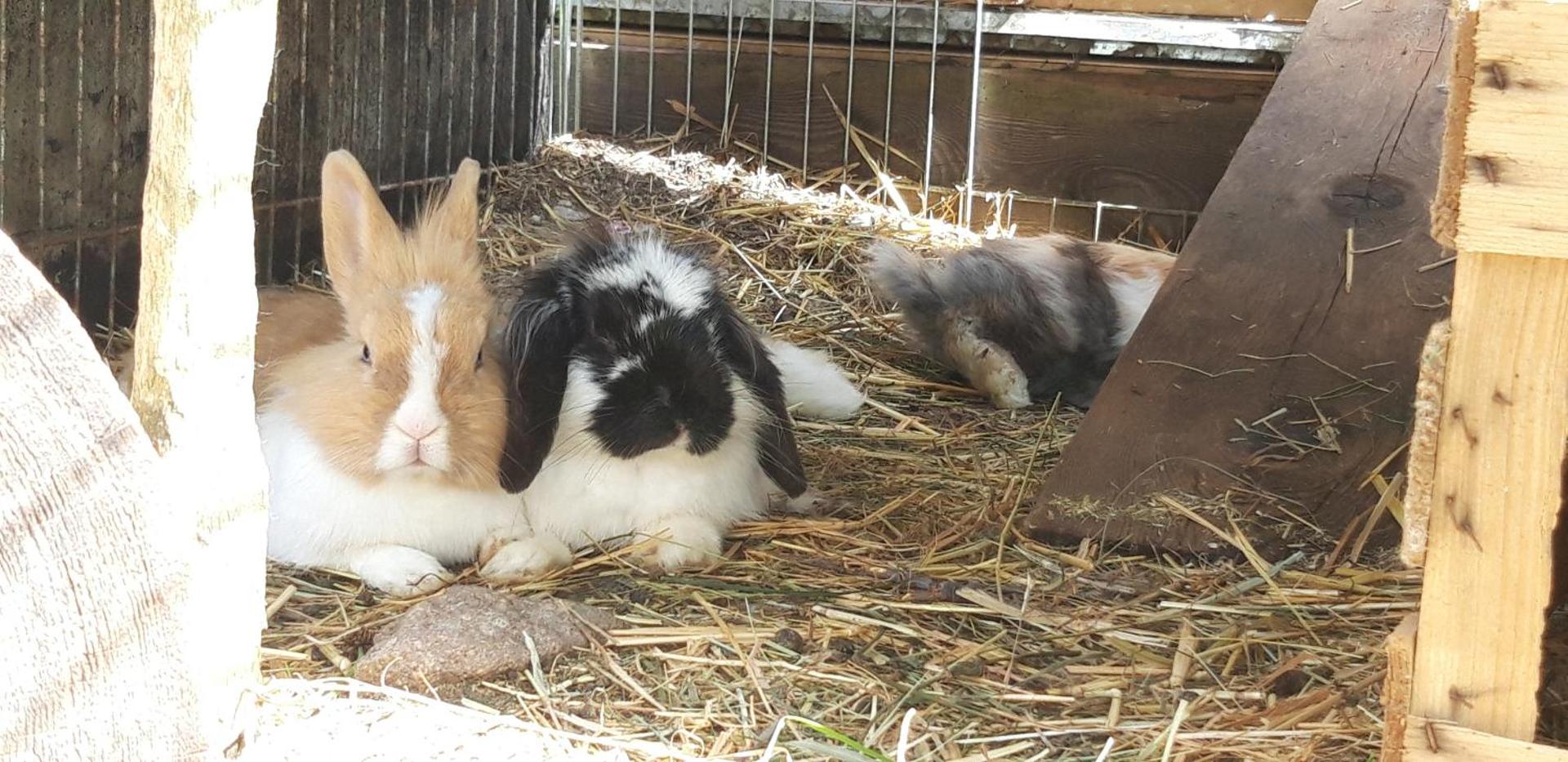 Raffreiderhof Apt Zirbe