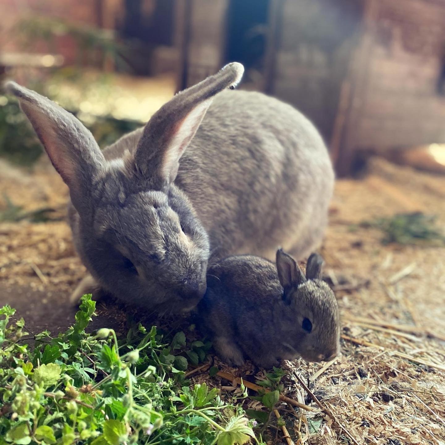 Ingebo Hagar bondgårdsboende