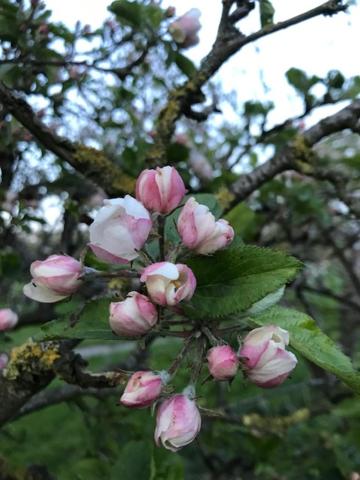 Bed en Breakfast In het Fruit