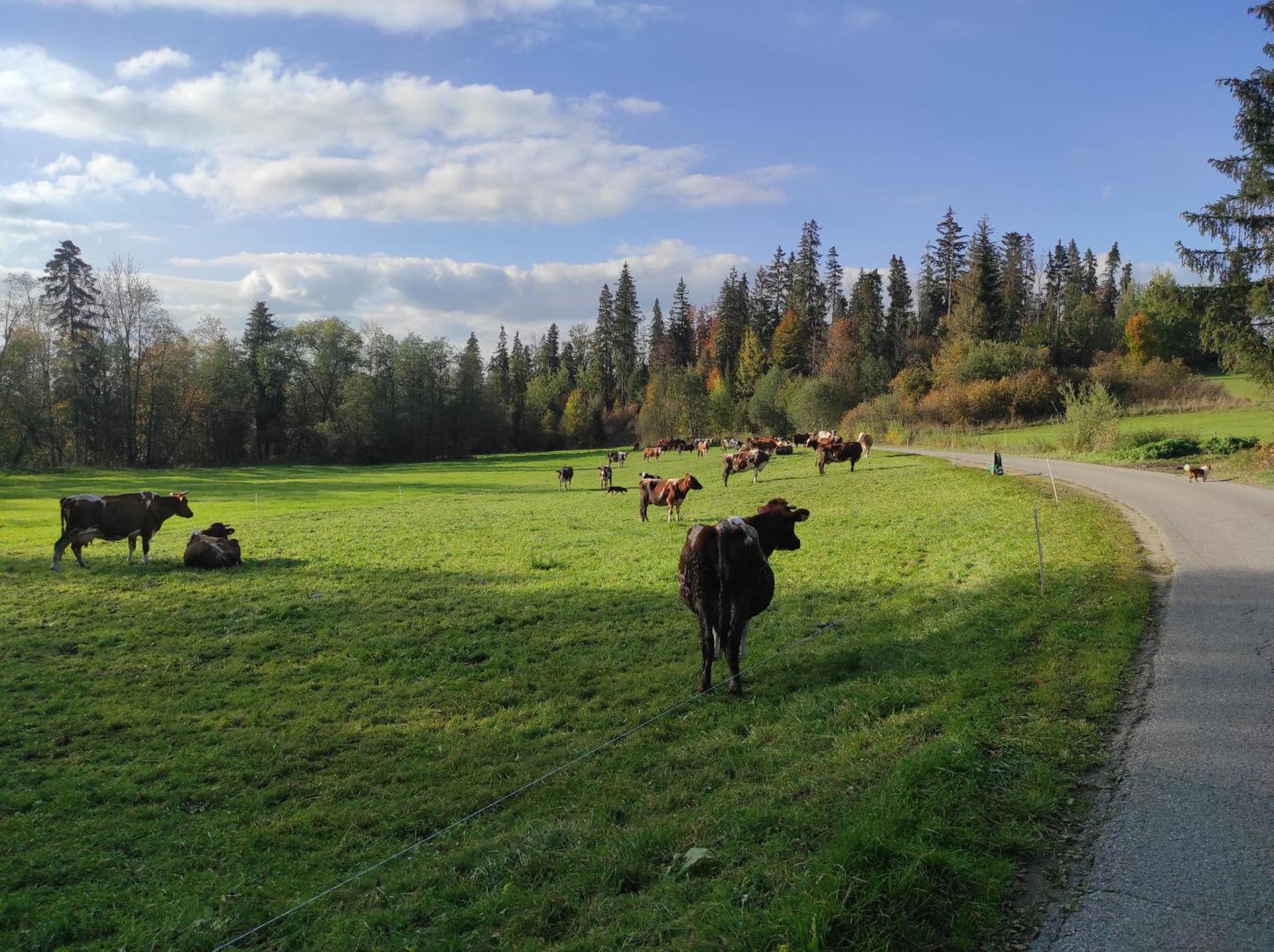 Agroturystyka w Maruszynie