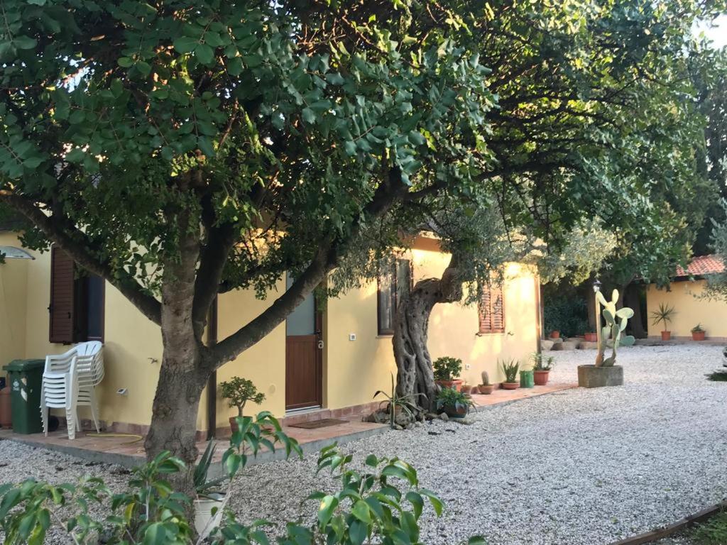 L'Ulivo in Villa Greco