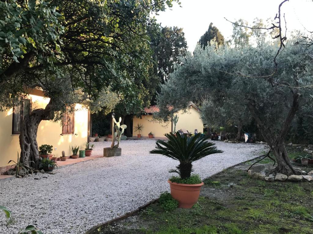 Bouganville in Villa Greco