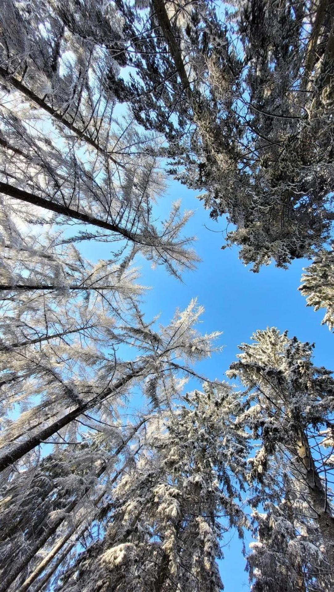 Tiny House - Luxury Cottage