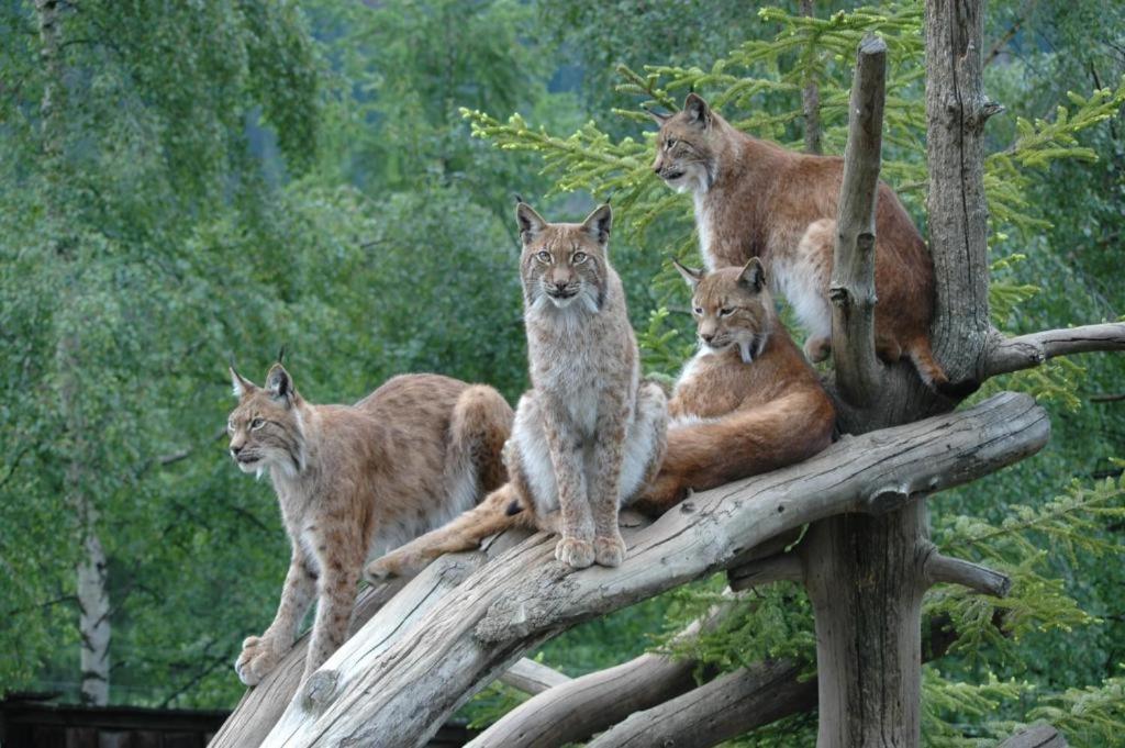 Martins Comfort Appartement