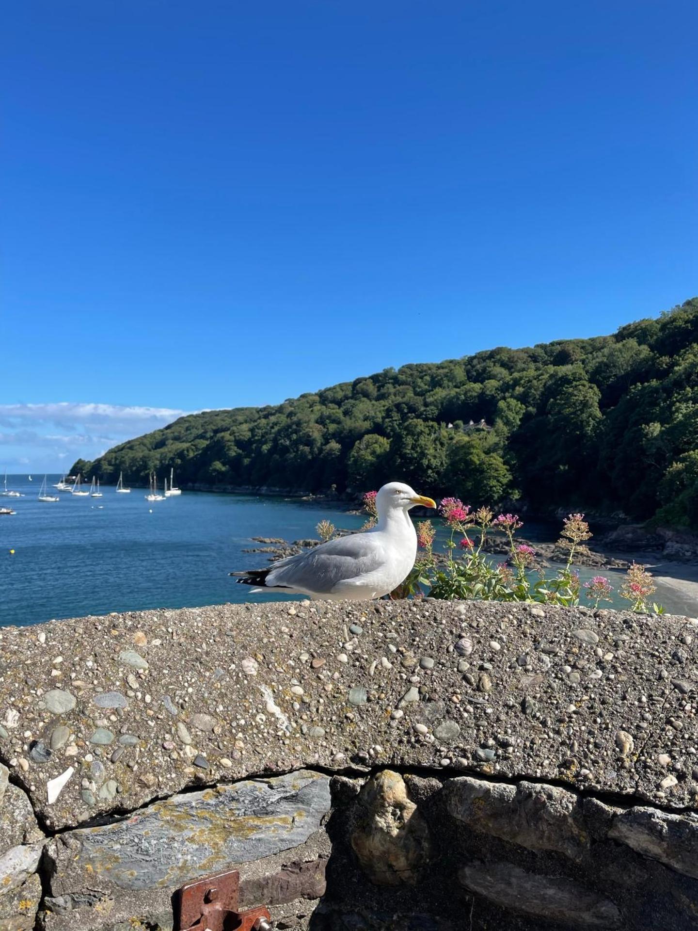 Seapink, Kingsand; luxury Cornish cottage with seaviews, bbq & paddleboards