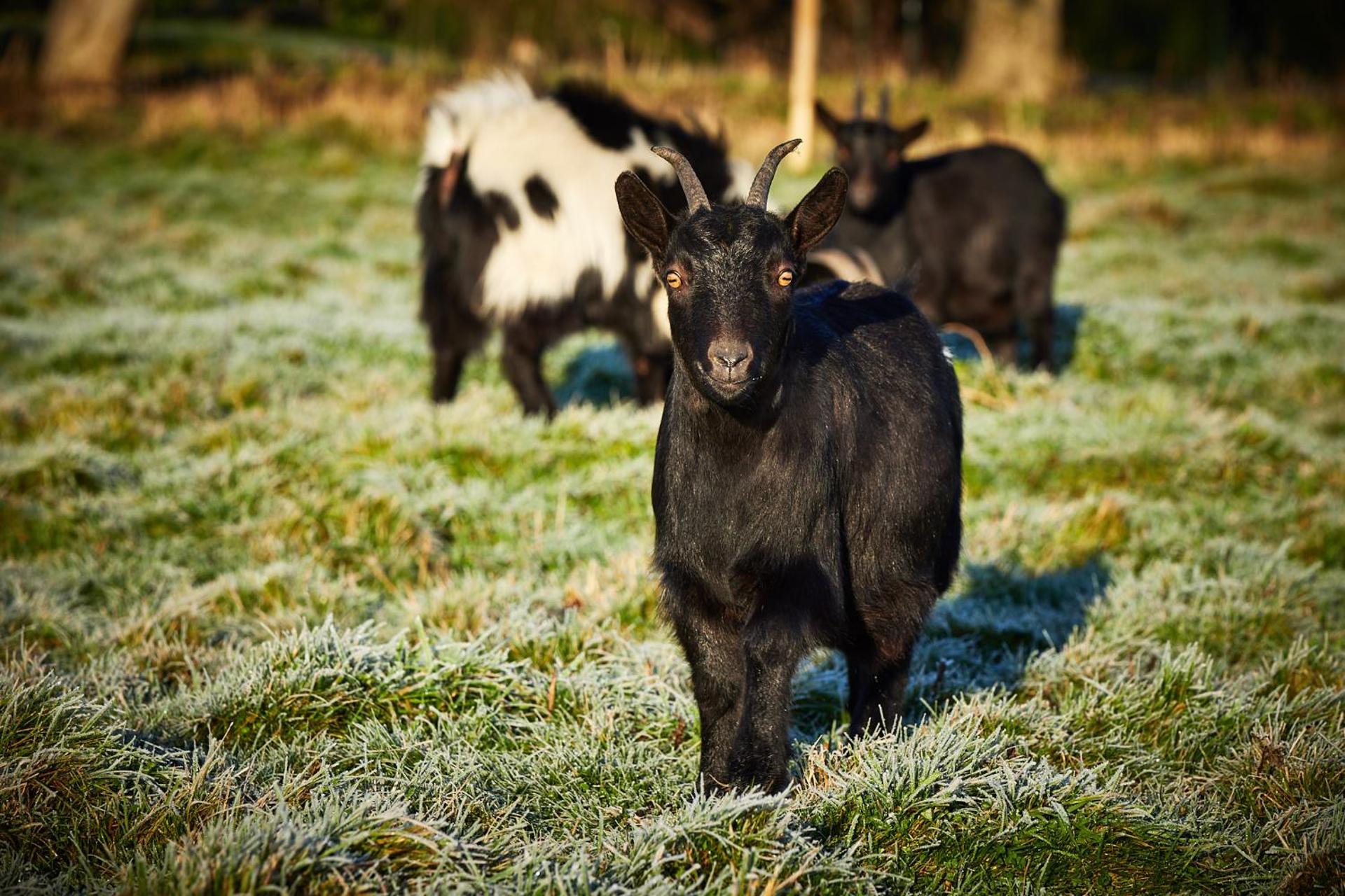 LE REFUGE - Le Domaine Wambrechies