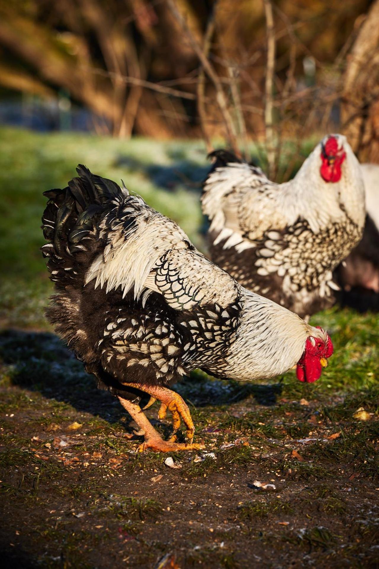 LE REFUGE - Le Domaine Wambrechies