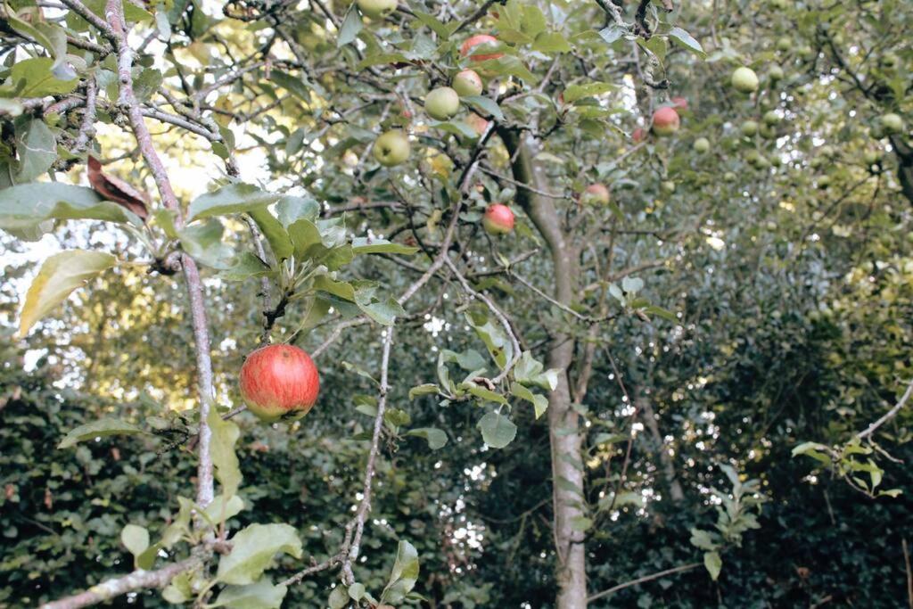 Pump Cottage - Cosy Herefordshire Cottage