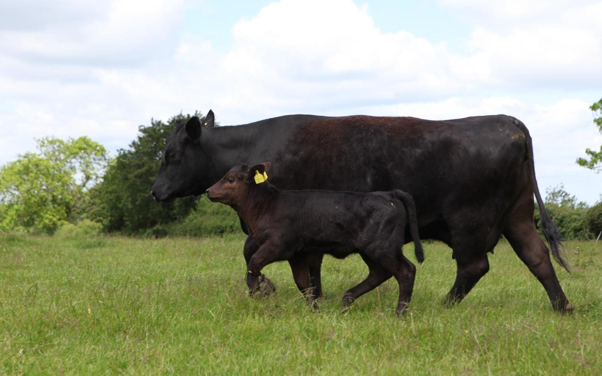 the abberton shepherds hut