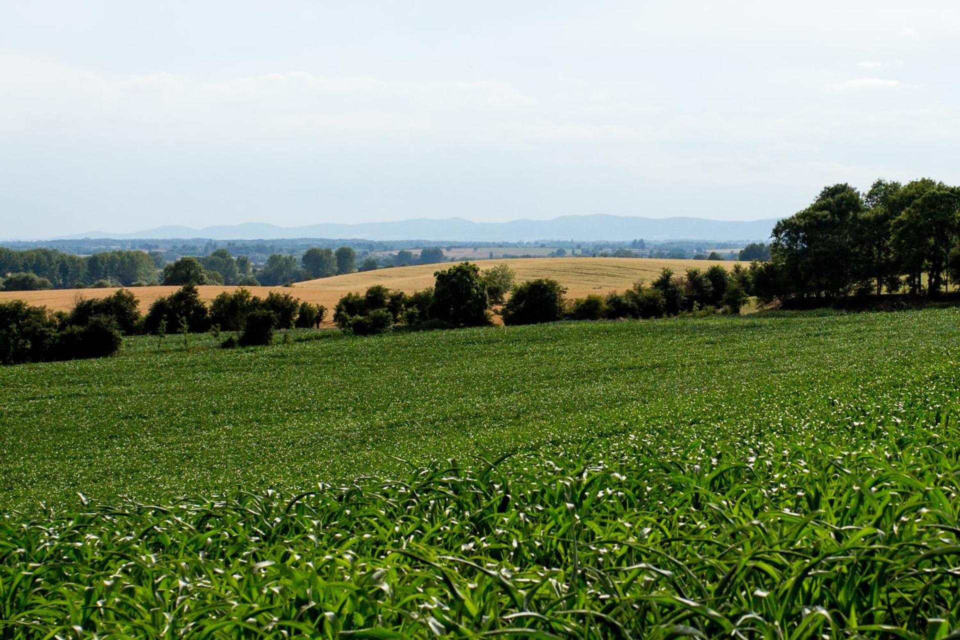 the abberton shepherds hut