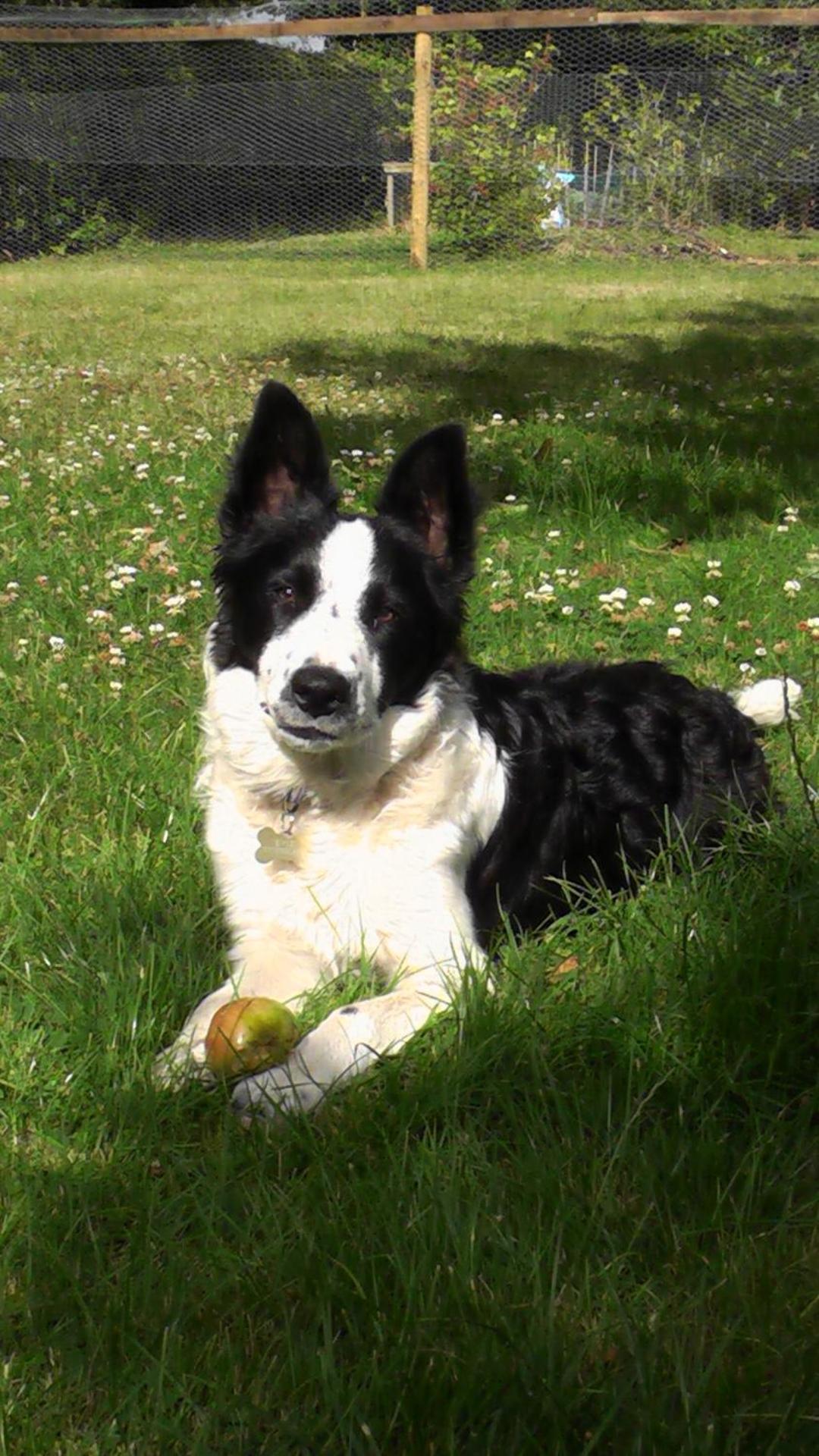 the abberton shepherds hut