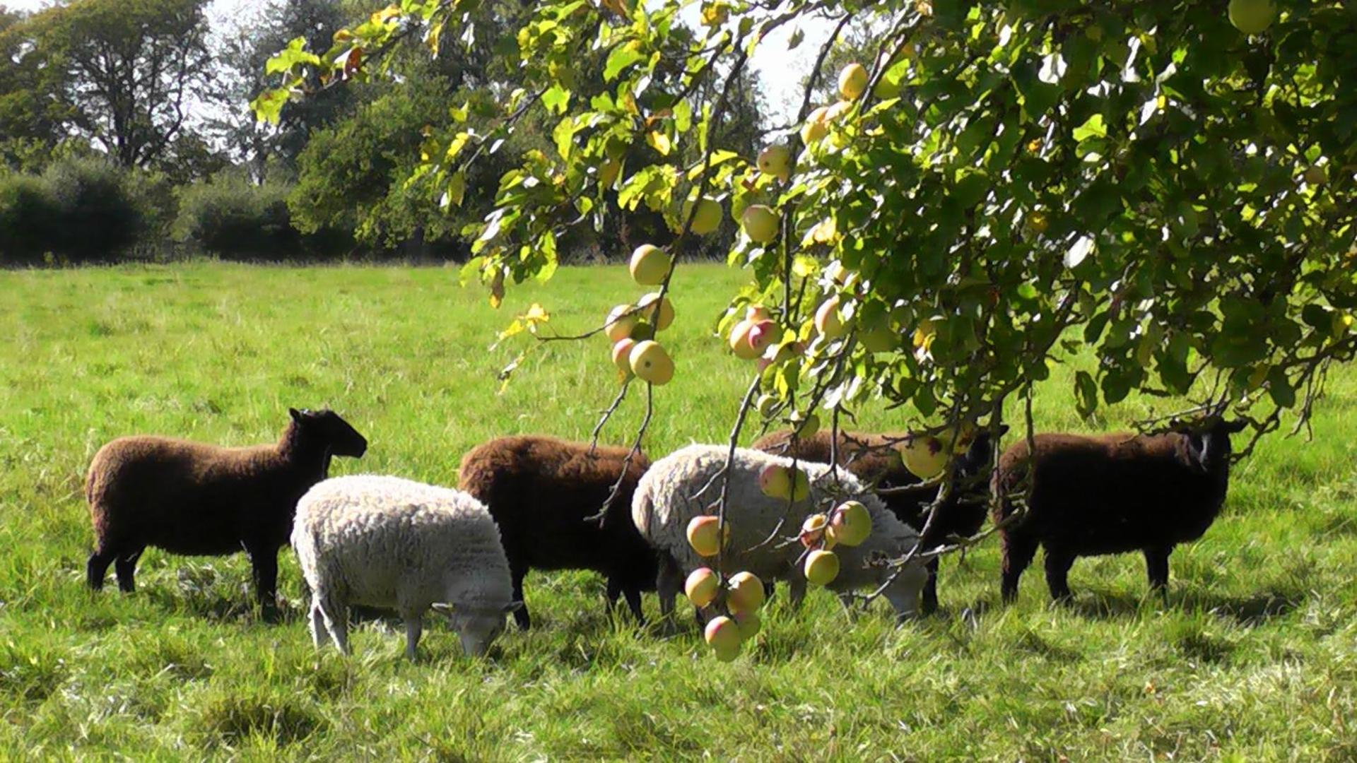 the abberton shepherds hut