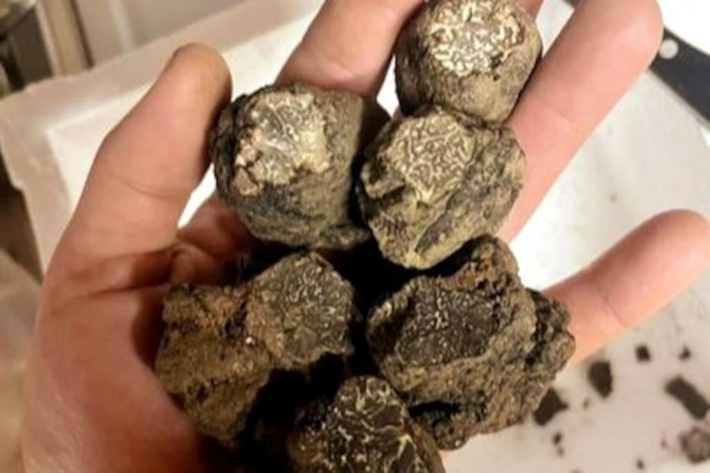 LA TRUFFIERE DE SEGURET