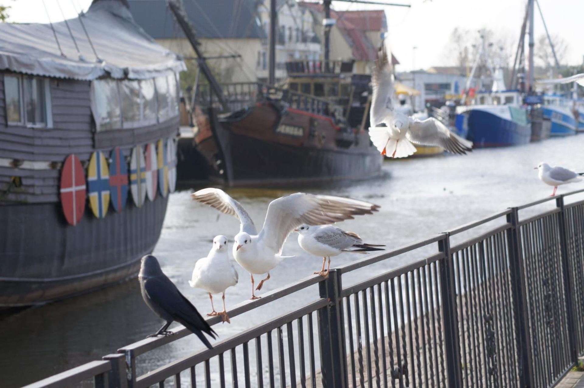 Apartament Pod Papugami w Porto Łeba