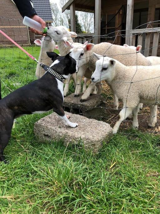 Country cottage Anna Paulowna, self checkin