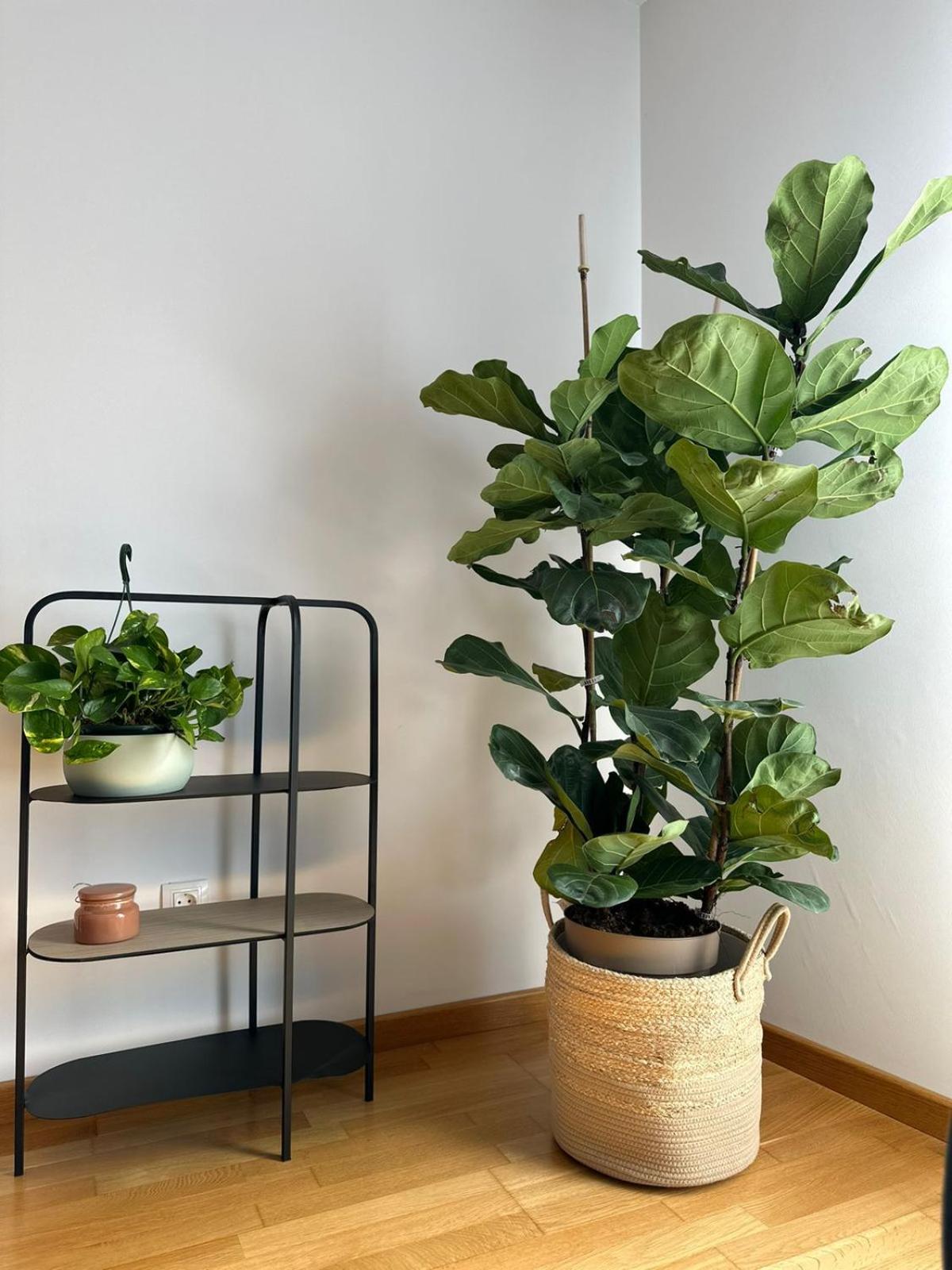 Oktheway Pedro Saco Street 2