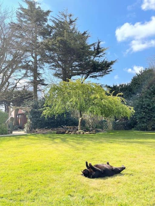 Cosy Cabin, hidden from the main house - Sleeps 2 - EV