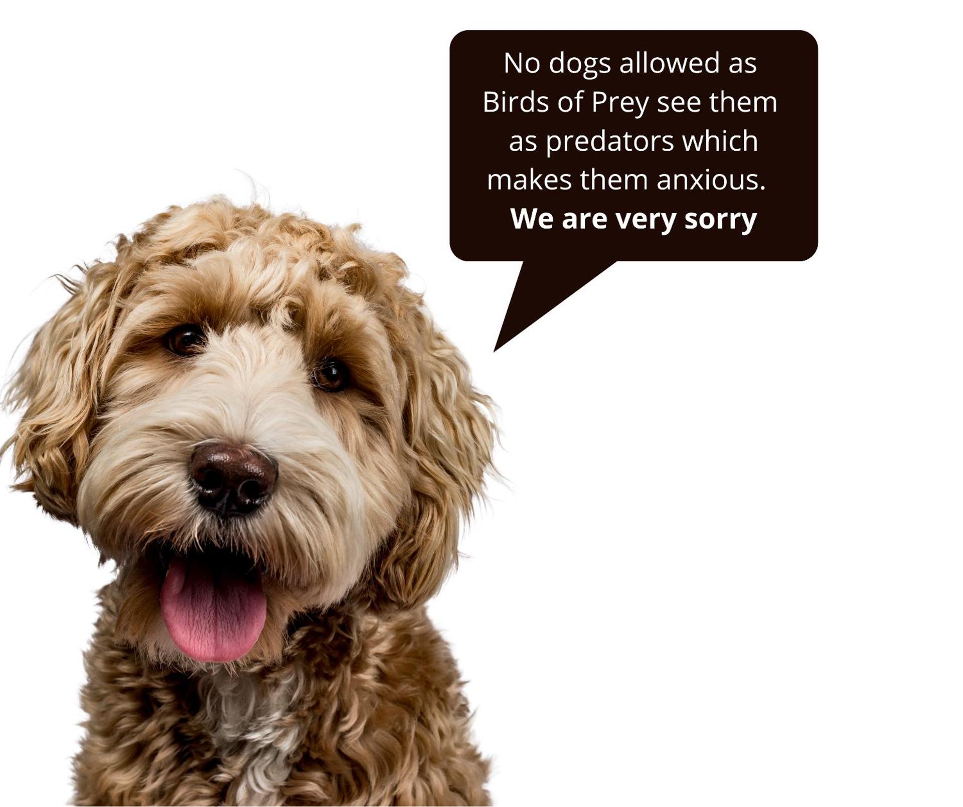 Bird House - Sleep with the Owls!