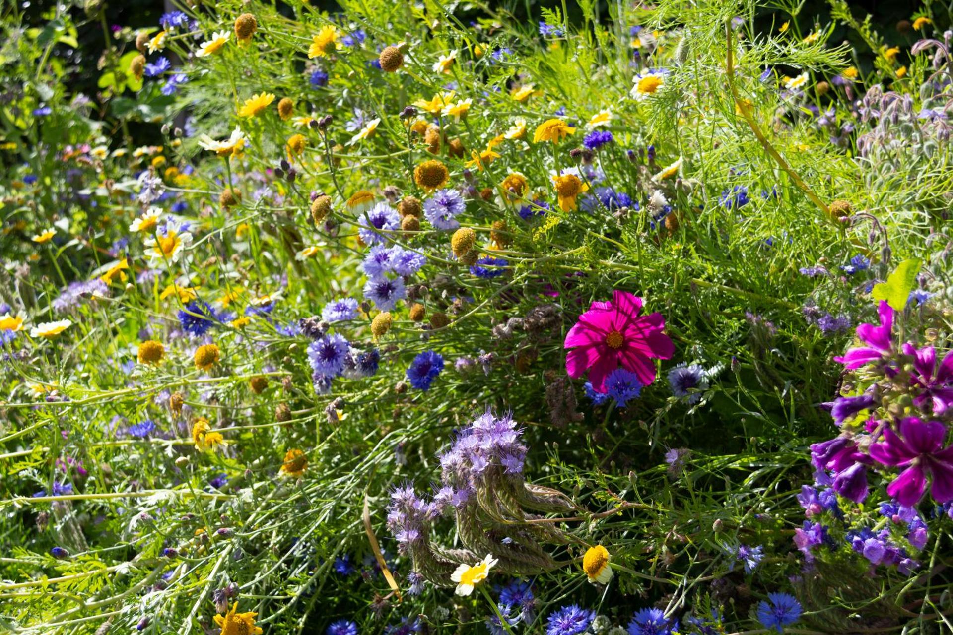 Little Creek - Lodges in het natuurgebied