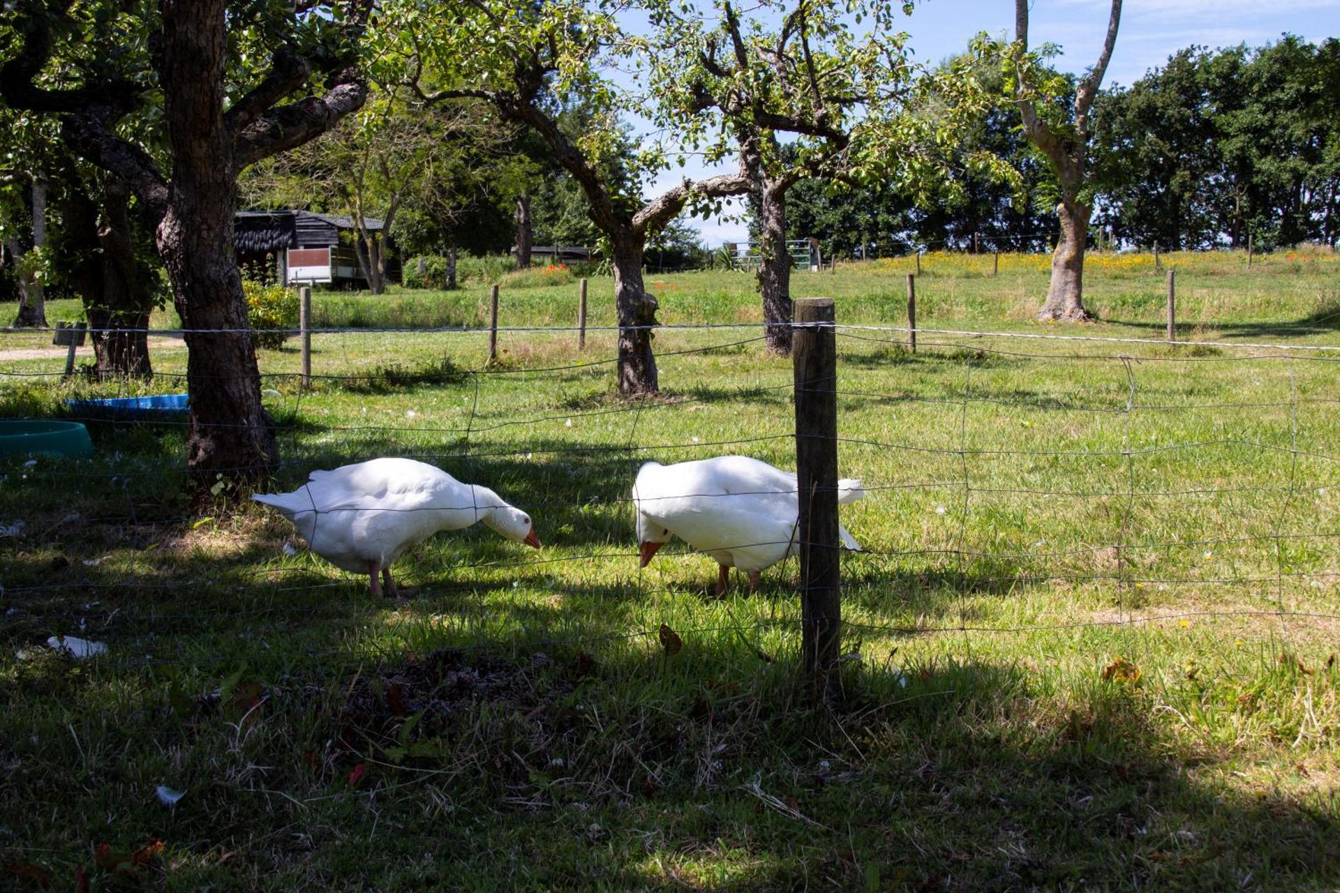 Little Creek - Lodges in het natuurgebied