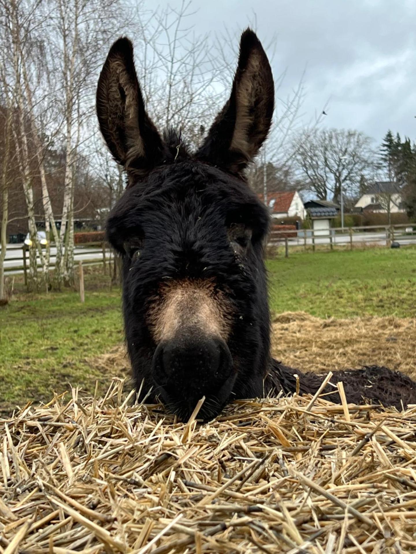 Troldegaarden Guesthouse