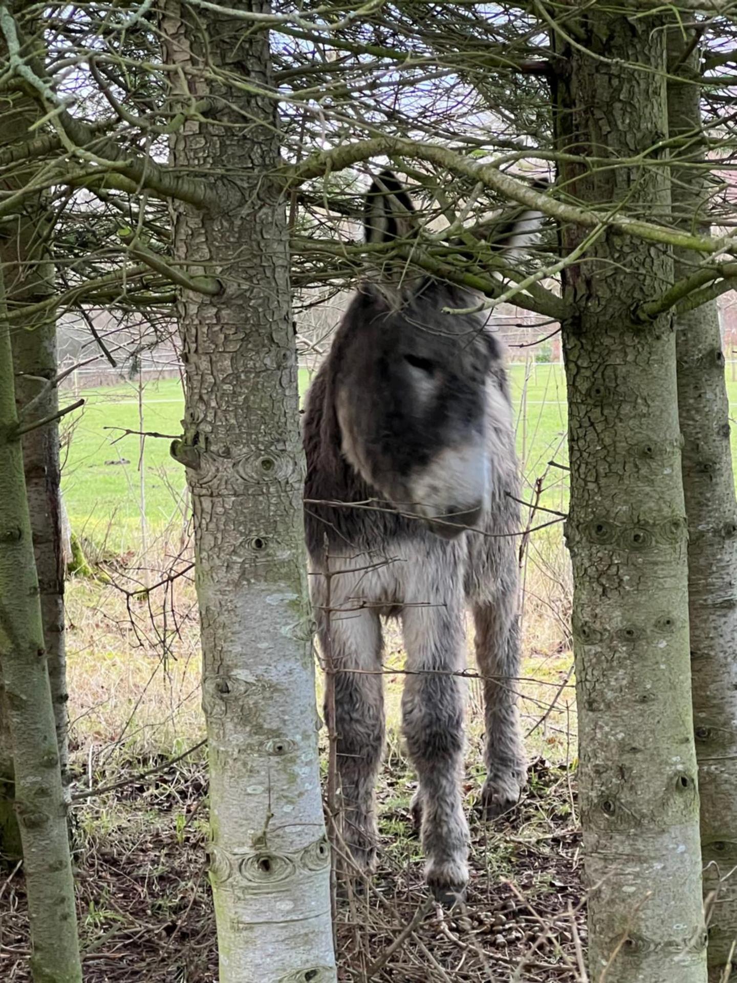 Troldegaarden Guesthouse