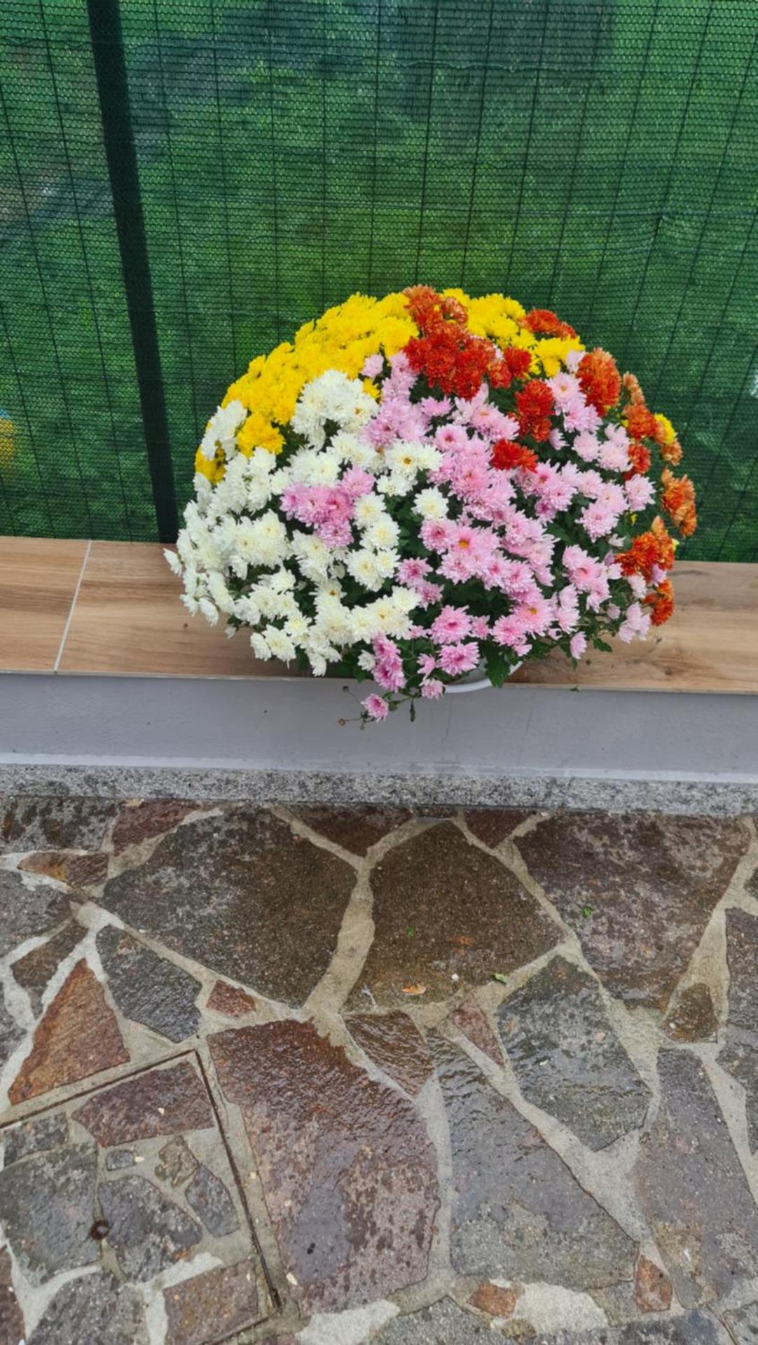 Affittacamere cosulich