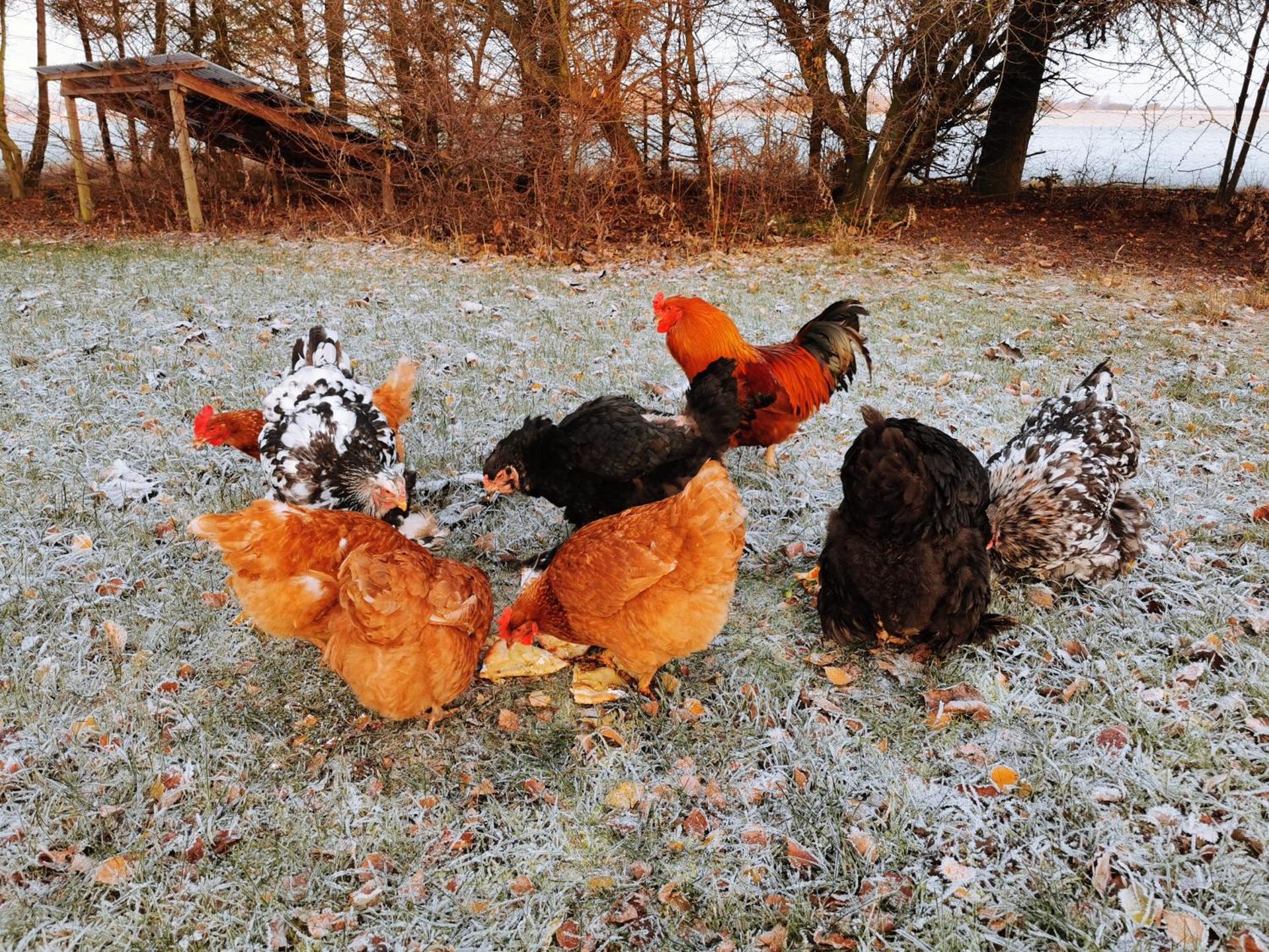 Birkevang holiday apartment in idyllic countryside