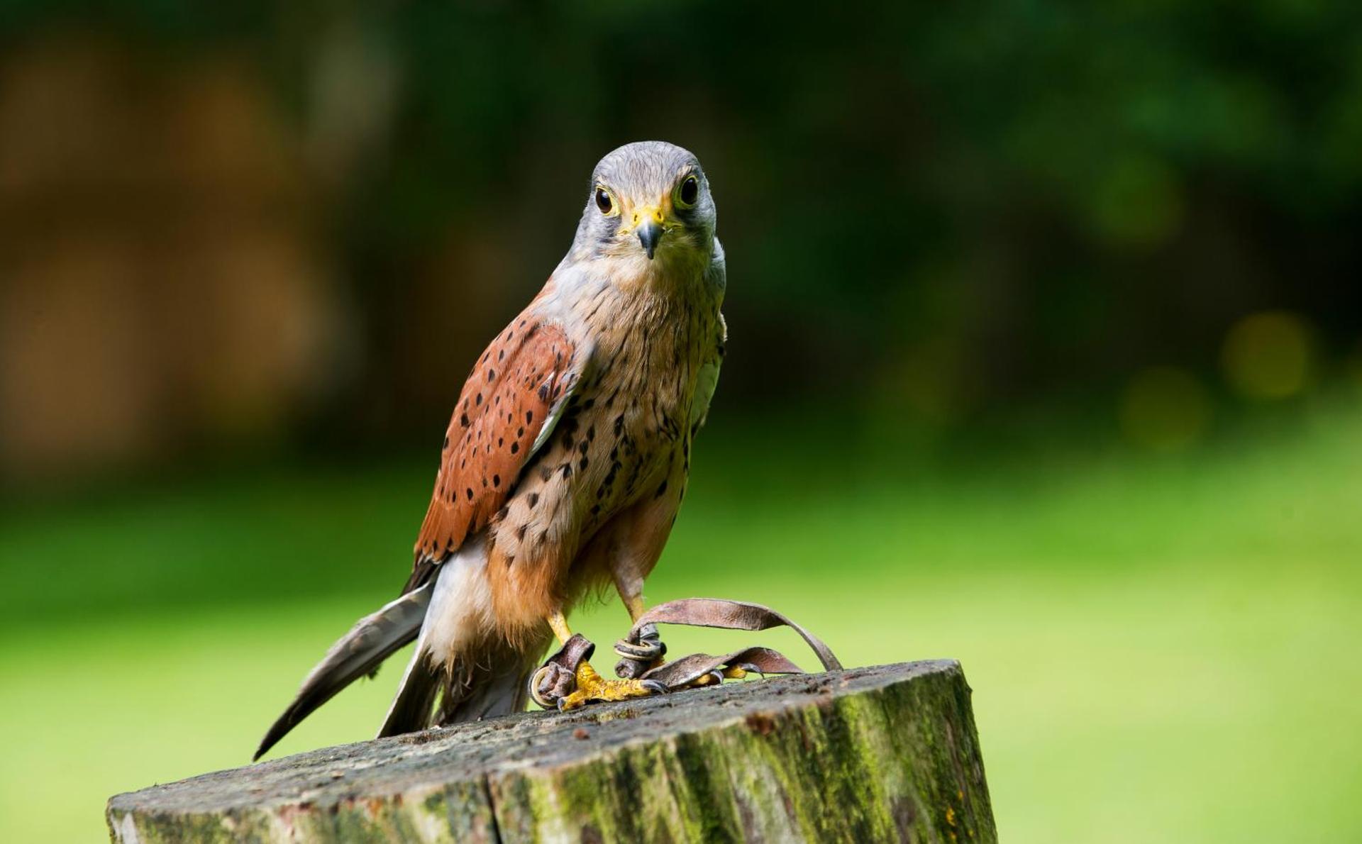 Bird House - Sleep with the Owls!