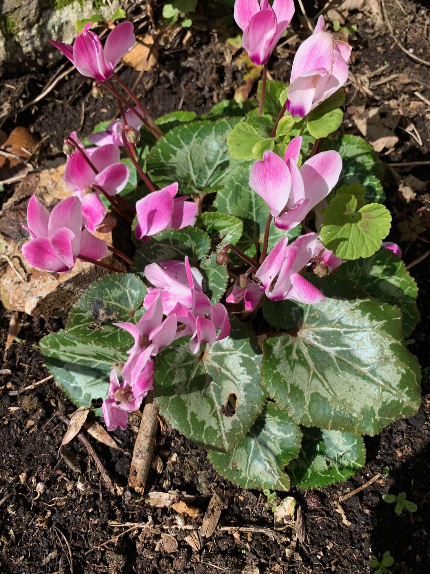 Sandsifter at 4 Trencrom Court, Carbis Bay,St Ives, Cornwall