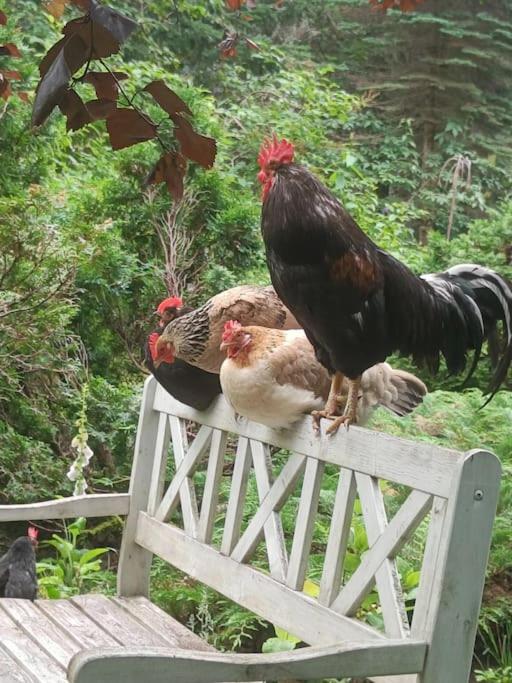 Alapihan Arboretumin vierasmaja ja sauna